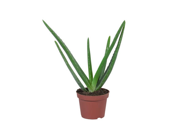Aloe vera1