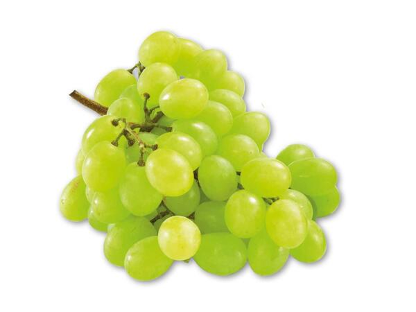 Grønne stenfri vindruer