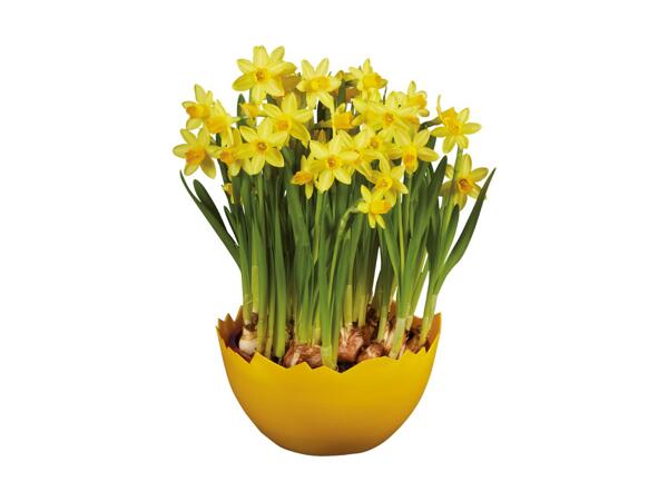 Narcisses en pot jaune façon coquille d'œuf