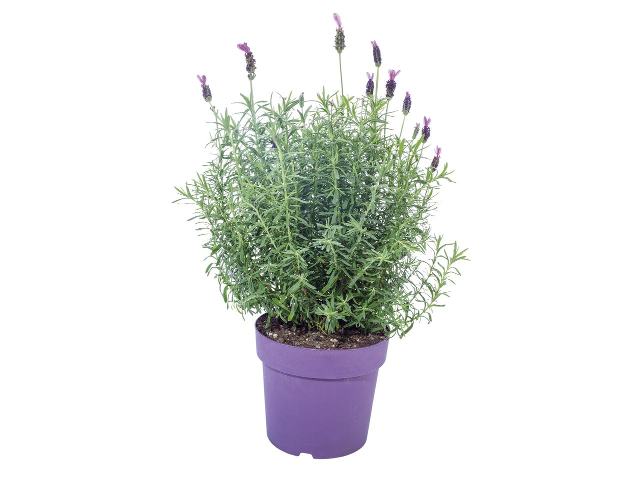 Lavendel stoechas
