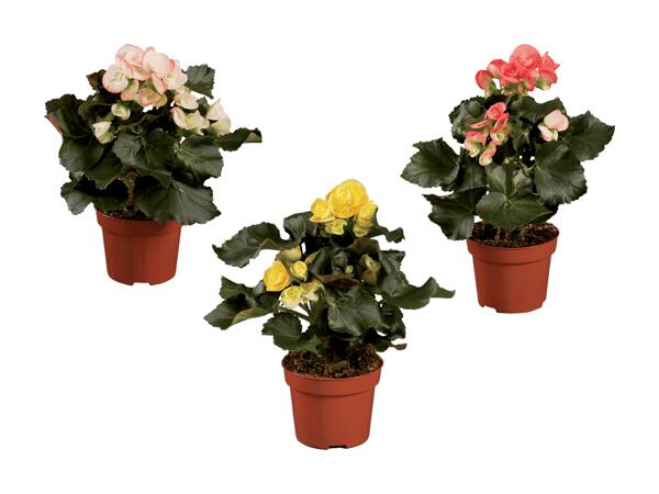 Bégonias