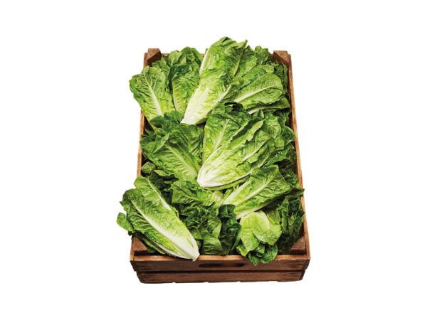 Romansallad