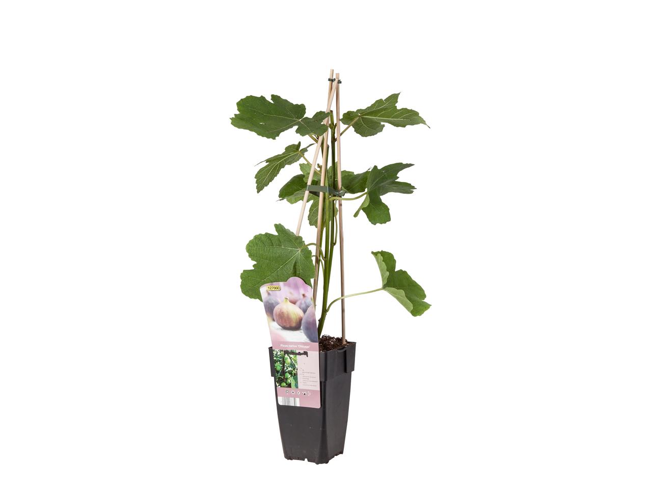 Vijgenboompje