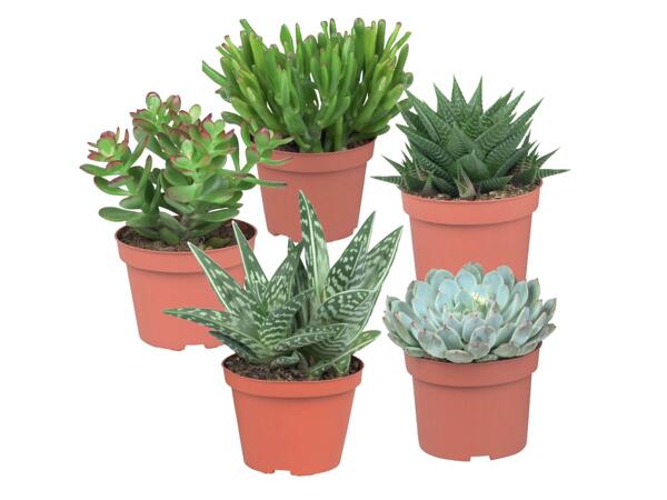 Succulents