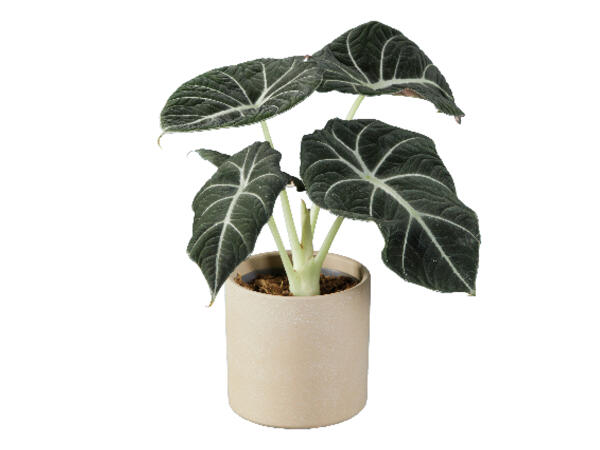 Alocasia in Ceramic