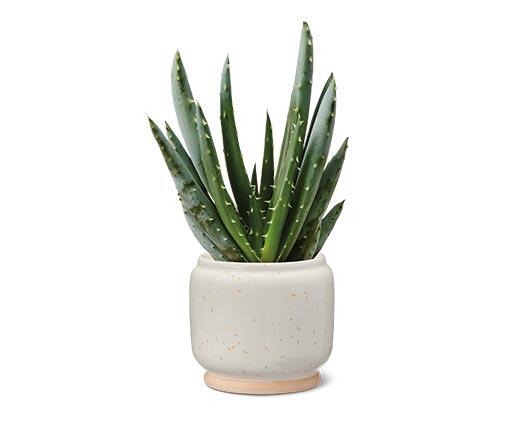 Petite Succulent Assorted Varieties
