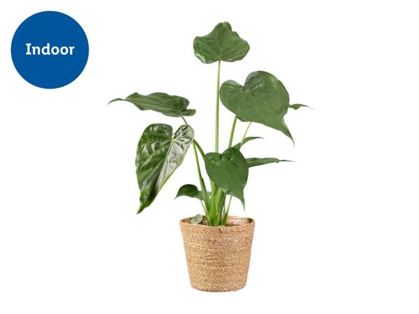 Plants in Basket
