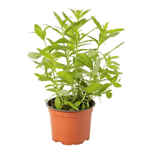 Biokruidenplant