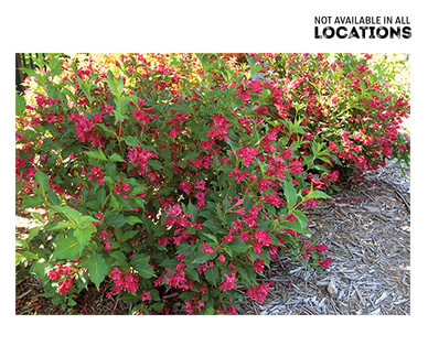 Gardenline Flowering Shrub Assorted Varieties