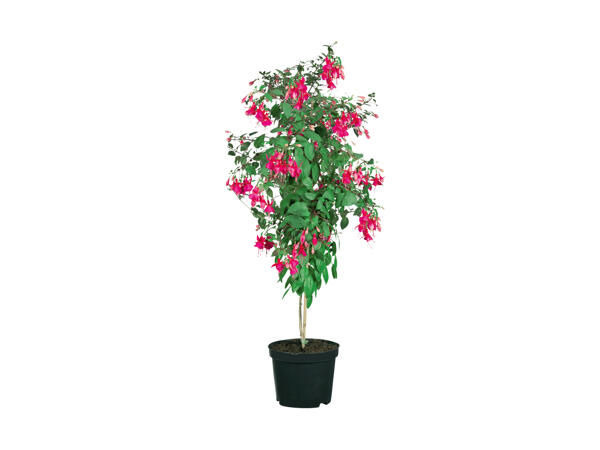 Opstammet fuchsia