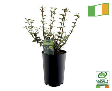 Irish Grown Scented Shrubs