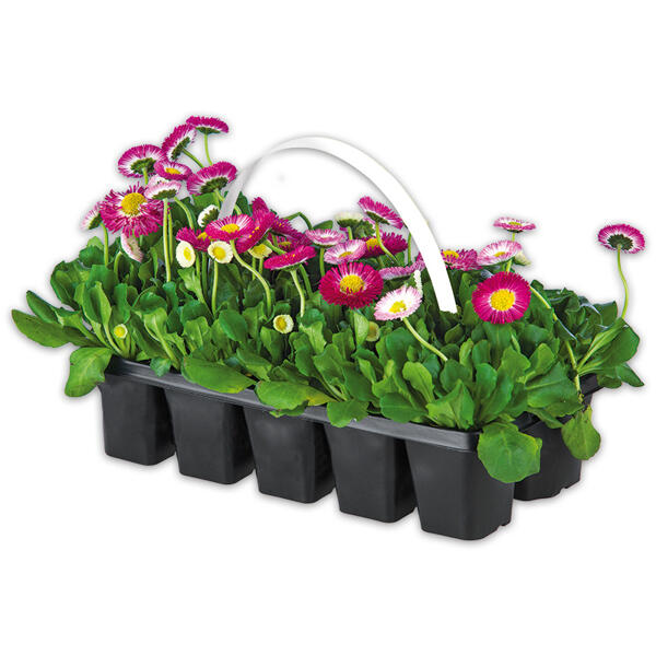 Beetpflanzen Frühblüher