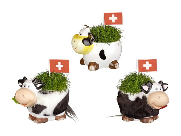 Sagine dans un pot en forme de vache