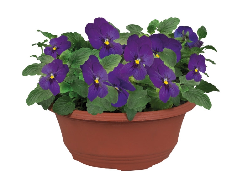 Pansies