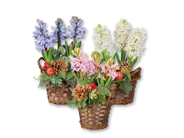 Hyacinths