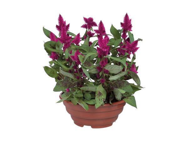 Blomstrende plante i skål