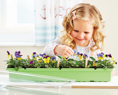 Windowsill Greenhouse
