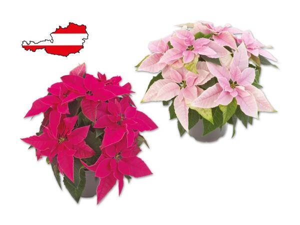 Weihnachtsstern Mehrtrieber „Princettia"