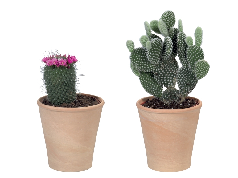 Cacti in a Terracotta Pot