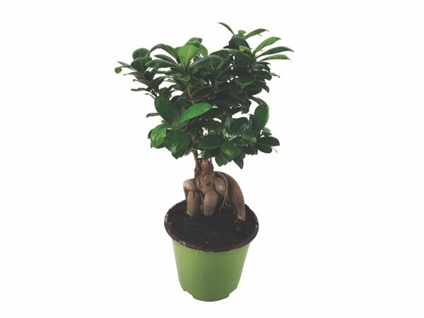 Bonsai Ficus Ginseng