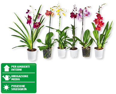 Orchideen