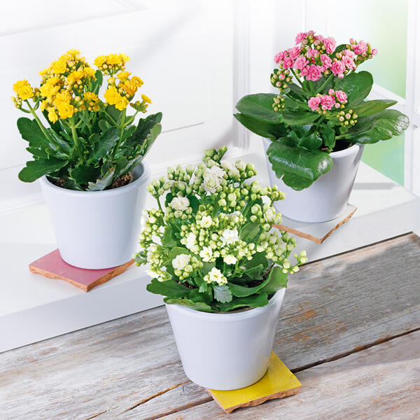 Oster Kalanchoe
