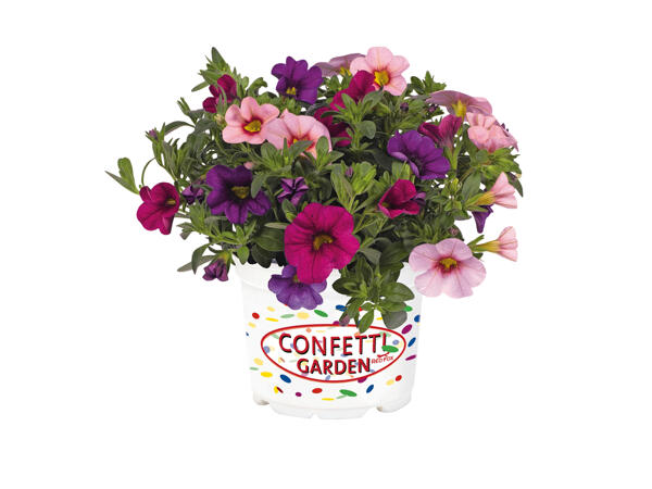 Confetti Garden Plants