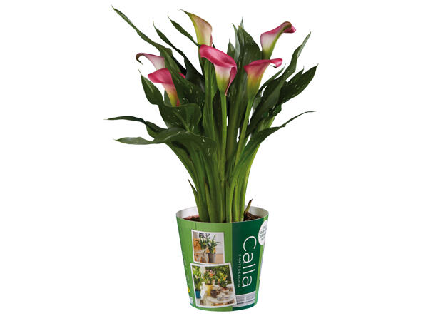 Calla