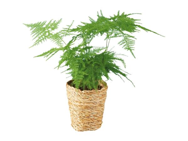 Green Plants in Woven Pot