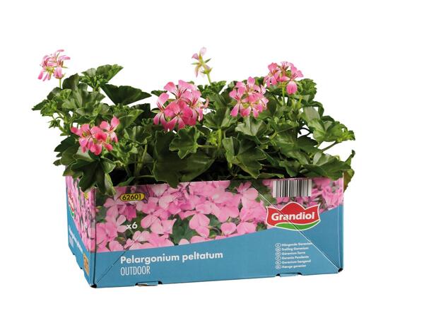 Trailing Geranium