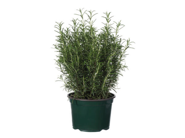 Aromatic Herbs