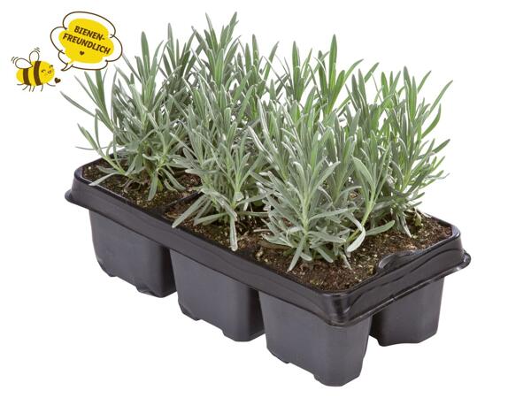 Lavendel angustifolia 6er Tray