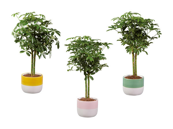 Schefflera
