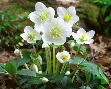 Schneerose
