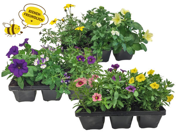 Beetpflanzenkollektion 6er Tray