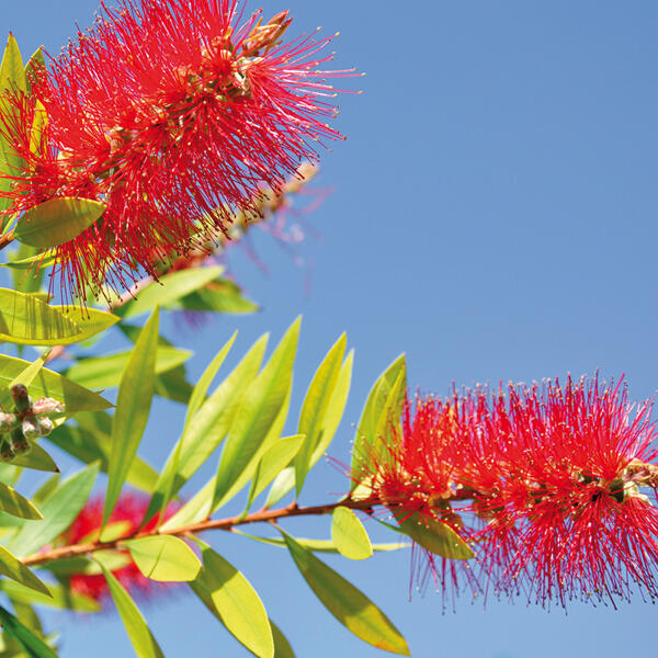 Zylinderputzer "Callistemon" XL