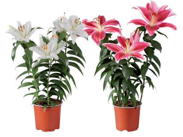 Lilies