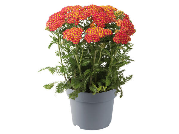 Tausendblatt (Achillea)