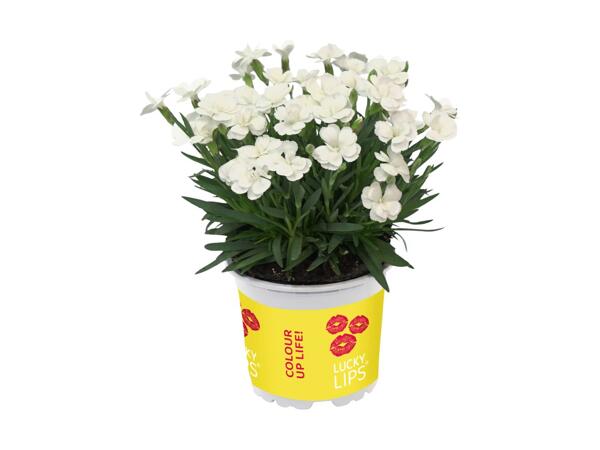 Dianthus Lucky Lips