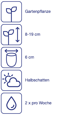 Beetpflanzen, 8 St.