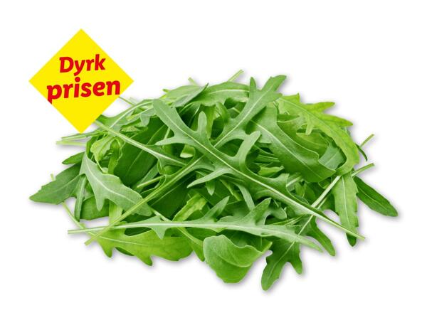 Økologisk rucola
