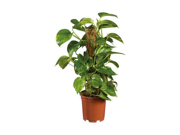 Moss Stick Houseplant
