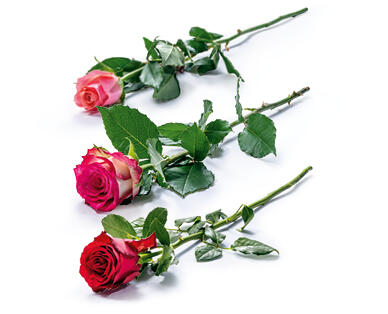 Rosa a gambo lungo