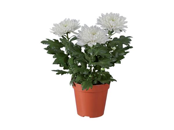 Zembla Chrysanthemum