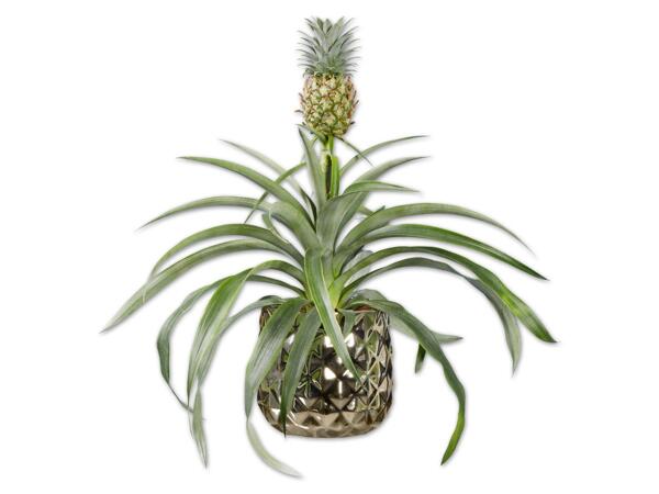 Zier-Ananas in Keramik