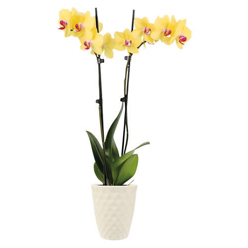 5" Orchid Plant - Assorted Color