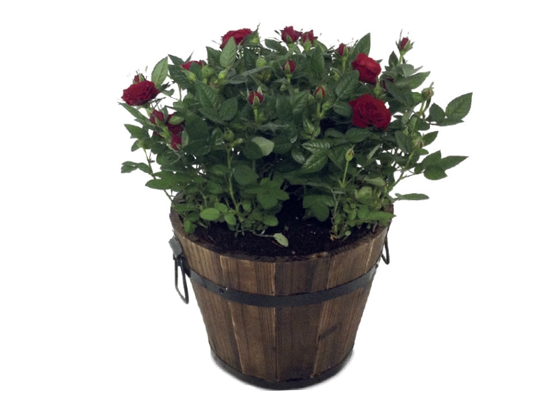 Rose Planter
