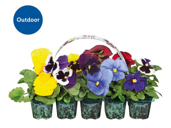 British Bedding Plants