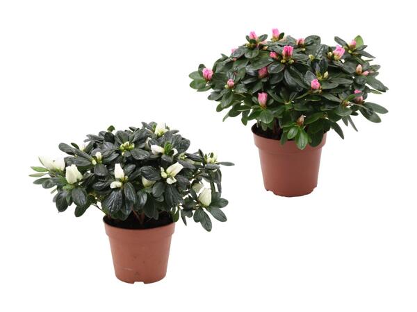 Azalea