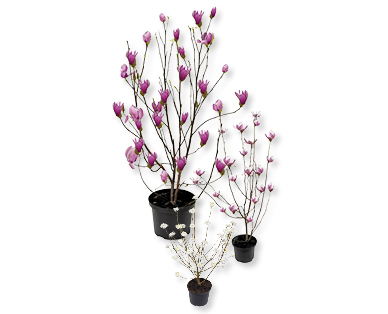 Magnolia